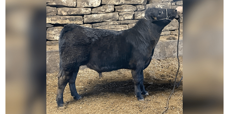 Beaver County farm looking for runaway show steer