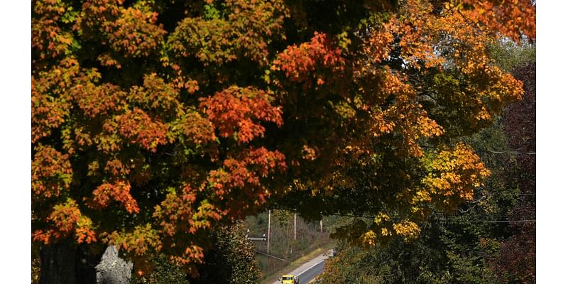 PHOTO COLLECTION: Fall Foliage