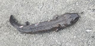 Amphibian of the Week: A mudpuppy near Burnham Harbor