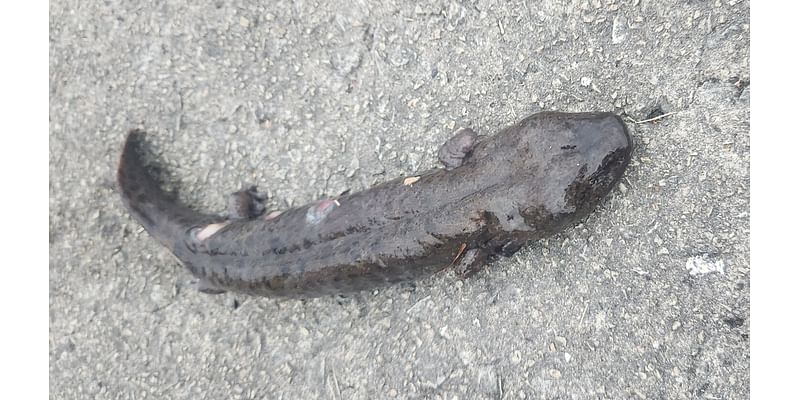 Amphibian of the Week: A mudpuppy near Burnham Harbor