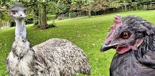 Abandoned emu raised by chicken named Nugget thriving