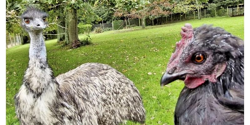 Abandoned emu raised by chicken named Nugget thriving