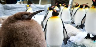 Huge king penguin chick in Australia named Pesto becomes social media star