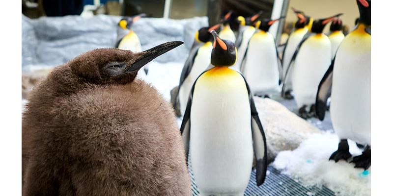 Huge king penguin chick in Australia named Pesto becomes social media star