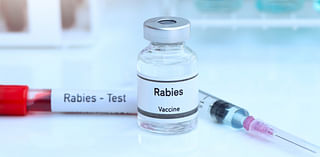 Raccoon in New Bedford park tests positive for rabies