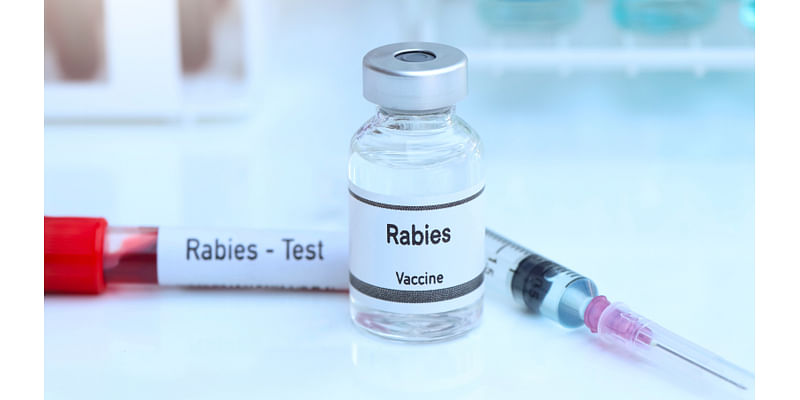 Raccoon in New Bedford park tests positive for rabies