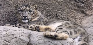 Snow leopard Blizzard to leave Sacramento Zoo for new home