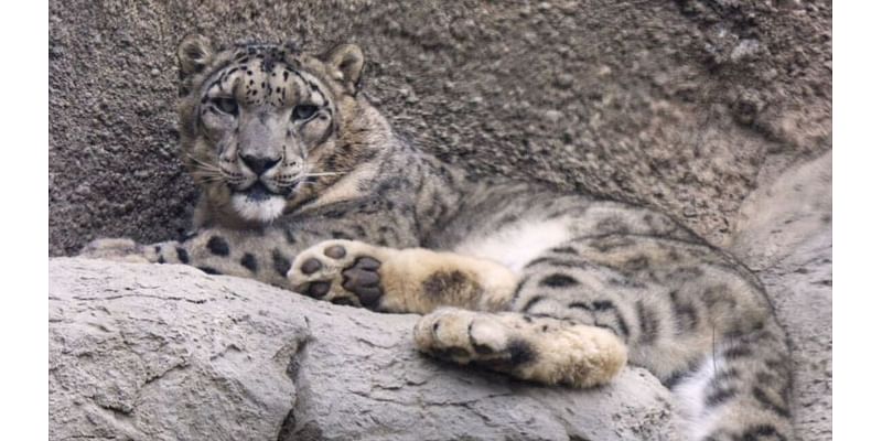 Snow leopard Blizzard to leave Sacramento Zoo for new home