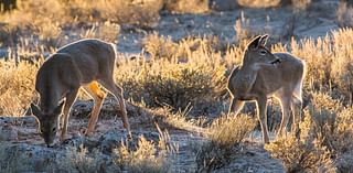 Hunters Can Go After White-Tailed Deer On Elk Refuge Near Jackson