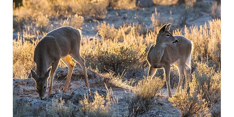 Hunters Can Go After White-Tailed Deer On Elk Refuge Near Jackson