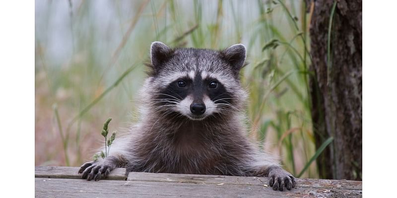 Raccoon roundworm infections reported in Los Angeles County, health officials warn