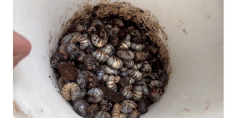 Big problem for Big Island, coconut rhinoceros beetle found