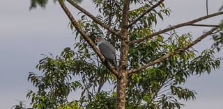 ‘Nature’s Resilience’: Missing for Over Half a Century, Rare Bird Finally Captured on Camera