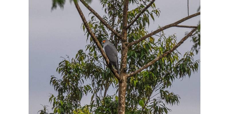 ‘Nature’s Resilience’: Missing for Over Half a Century, Rare Bird Finally Captured on Camera