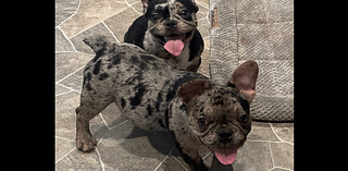 Camden County family seeks help finding missing French bulldogs