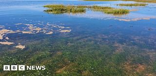 'Super' seagrass festival returns to Hull