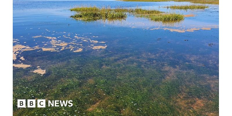 'Super' seagrass festival returns to Hull