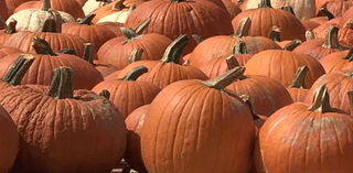 Celebrate Fall at the Harvest Festival on Johns Island on Saturday