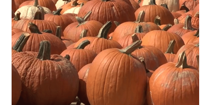 Celebrate Fall at the Harvest Festival on Johns Island on Saturday