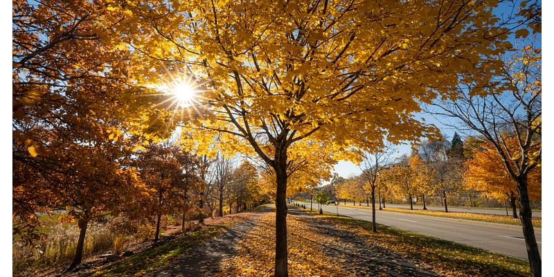 Koerth: The city cut branches off my favorite climbing tree, so I asked why