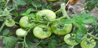 What’s causing a problem with our tomato plants? Let’s discuss.