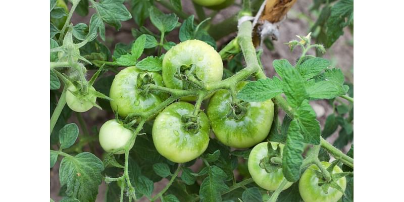 What’s causing a problem with our tomato plants? Let’s discuss.