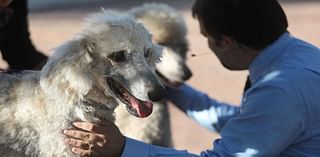 Tucson rummage sale Saturday to benefit animal rescue groups