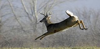 Wildwood prepares for second deer culling season to address density, safety concerns