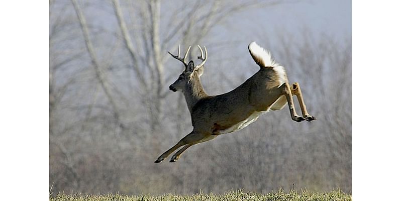 Wildwood prepares for second deer culling season to address density, safety concerns