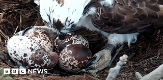 Poole ospreys: Videos show breeding