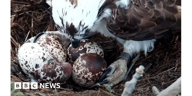 Poole ospreys: Videos show breeding