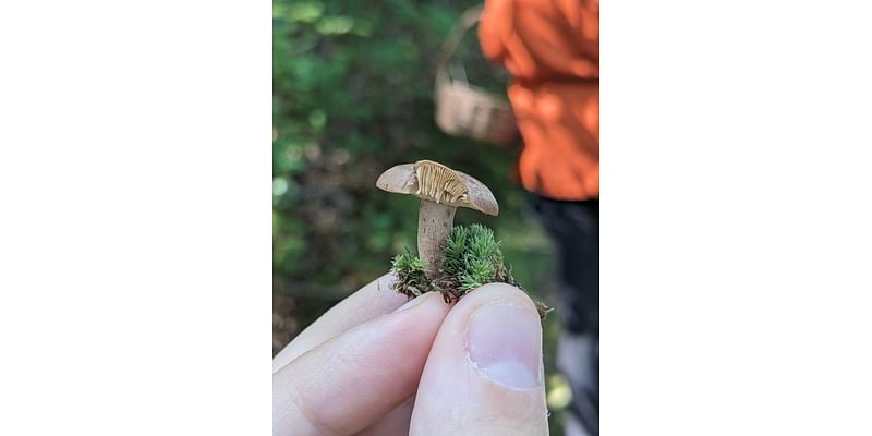 Fungus Among Us: An underground Rhode Island society unites the mycologically curious