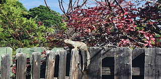 Daily Postcard: Squirrel Strolls Along Fences In White Rock