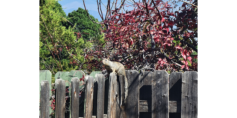 Daily Postcard: Squirrel Strolls Along Fences In White Rock