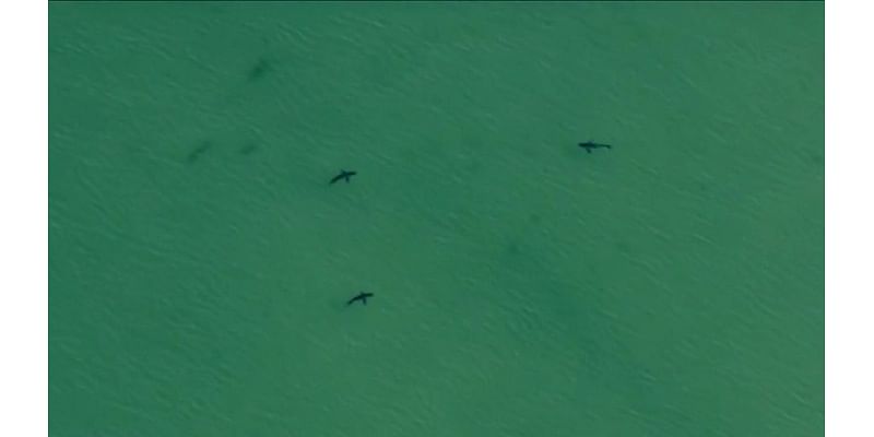 Crane Beach to remain closed to swimming due to shark activity - Boston News, Weather, Sports