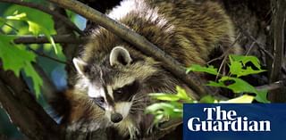 Mayhem at New York airport after raccoon falls through ceiling: ‘The most LaGuardia thing’