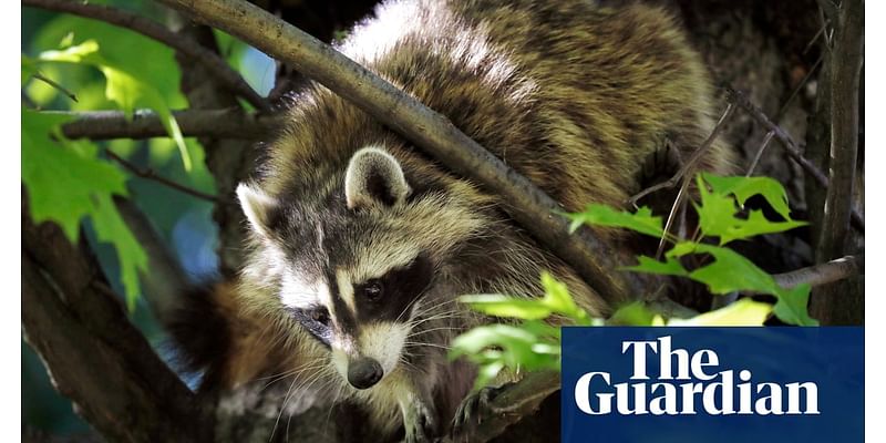 Mayhem at New York airport after raccoon falls through ceiling: ‘The most LaGuardia thing’