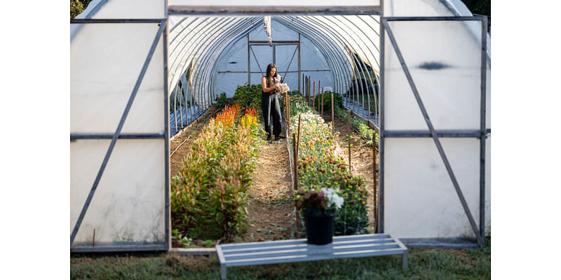 Farming among the trees: How perennial crops can help breathe life into depleted soil