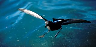 A Curious Connection Among Storm Petrels, St. Peter And Weather