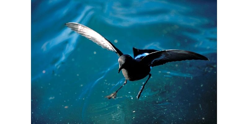 A Curious Connection Among Storm Petrels, St. Peter And Weather