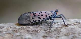 Spotted lanternflies confirmed in Covington. How to identify, report the invasive species