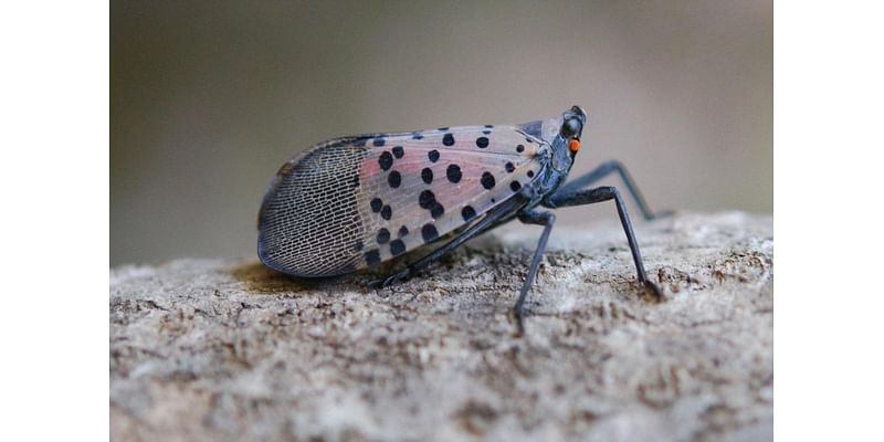 Spotted lanternflies confirmed in Covington. How to identify, report the invasive species