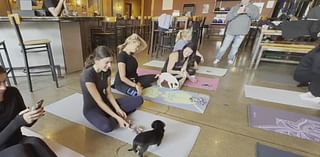 Puppies, yoga mix at Farmington Hills business for unique adoption experience