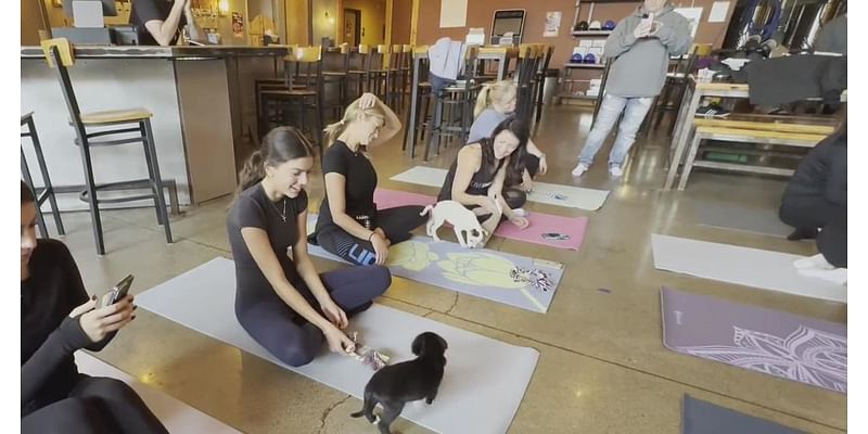 Puppies, yoga mix at Farmington Hills business for unique adoption experience