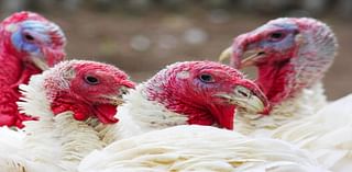 Avian flu outbreak in California leads to depopulation of 1.5 million chickens and turkeys