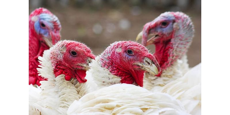 Avian flu outbreak in California leads to depopulation of 1.5 million chickens and turkeys