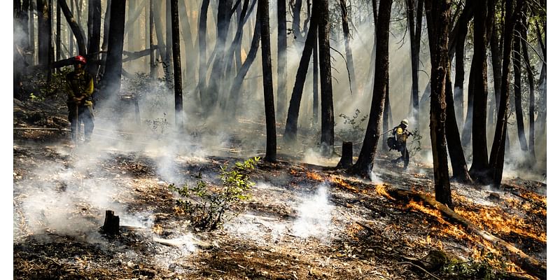 For a decade, a northern California program has built prescribed fire capacity informed by Indigenous tradition