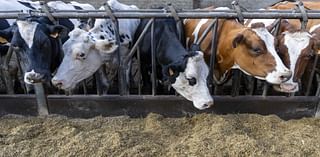 Defra extends bluetongue zones across South East