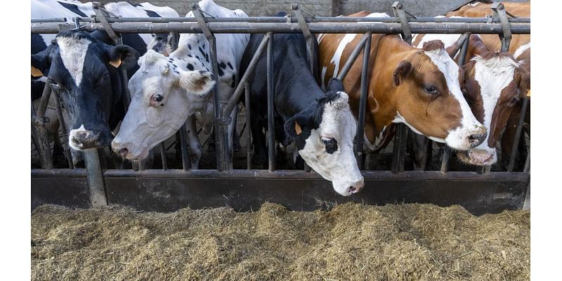 Defra extends bluetongue zones across South East