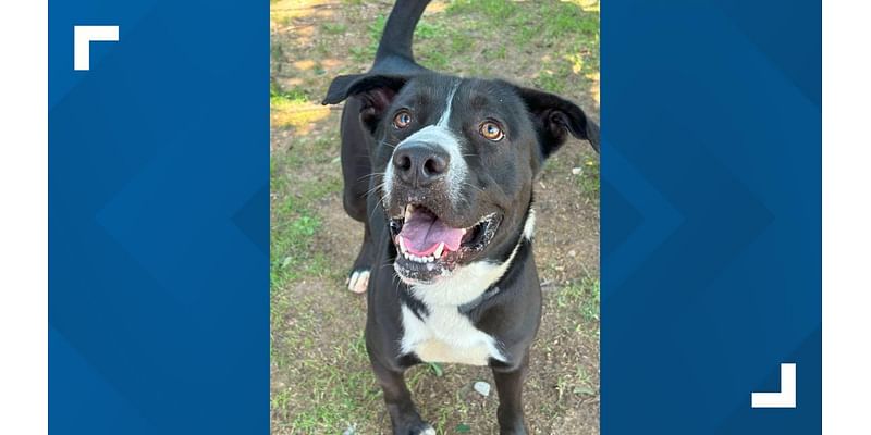 Humane Society of Central Texas offering $100 Amazon gift cards to adopt large dogs